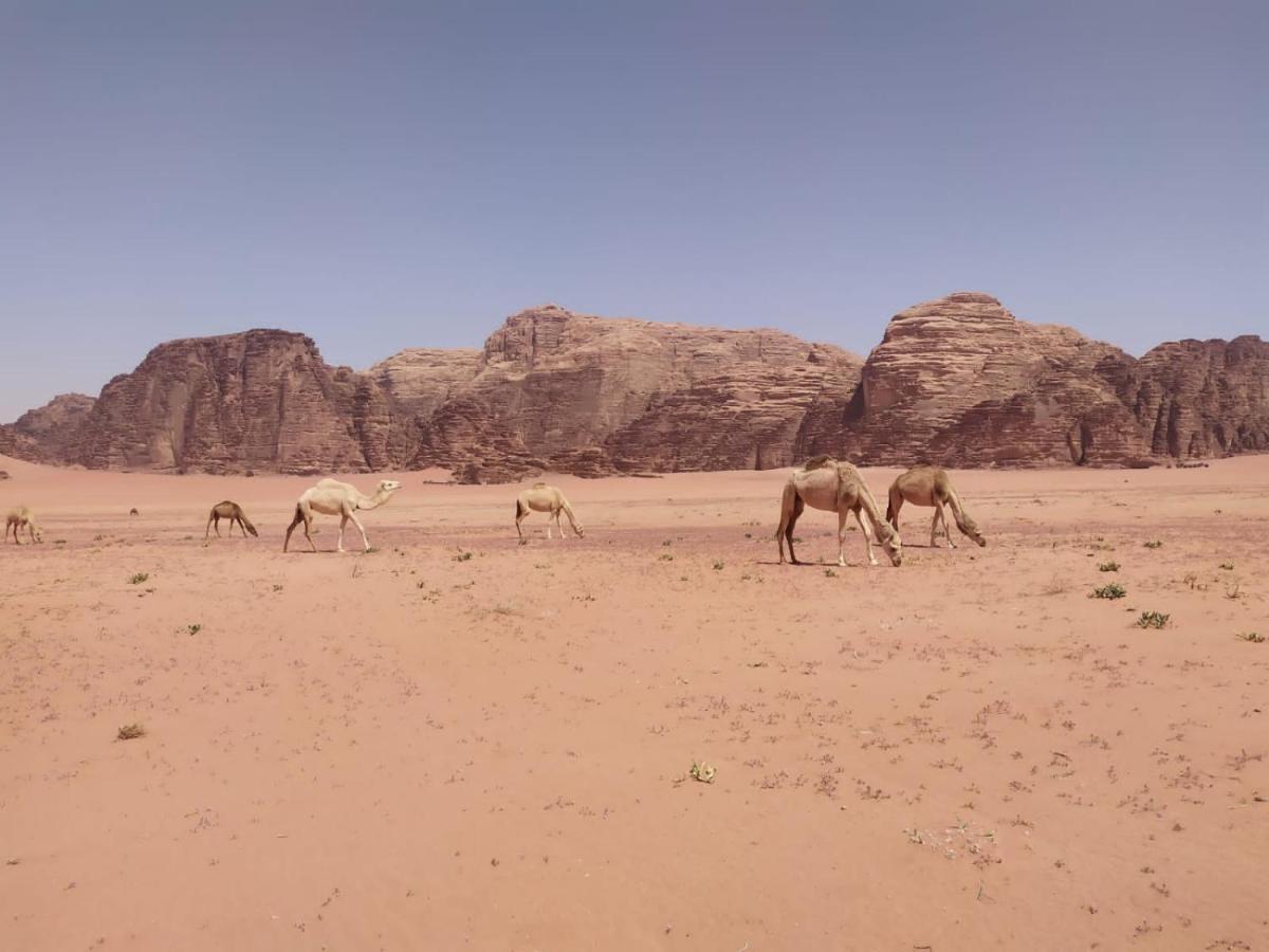 Omar Ghazi Camp Hotel Wadi Rum Exterior foto