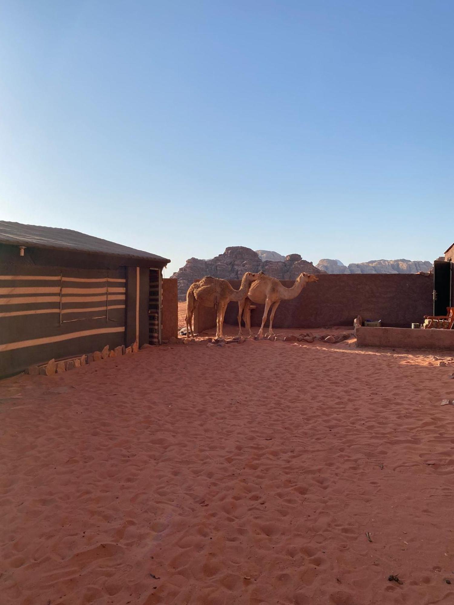 Omar Ghazi Camp Hotel Wadi Rum Exterior foto