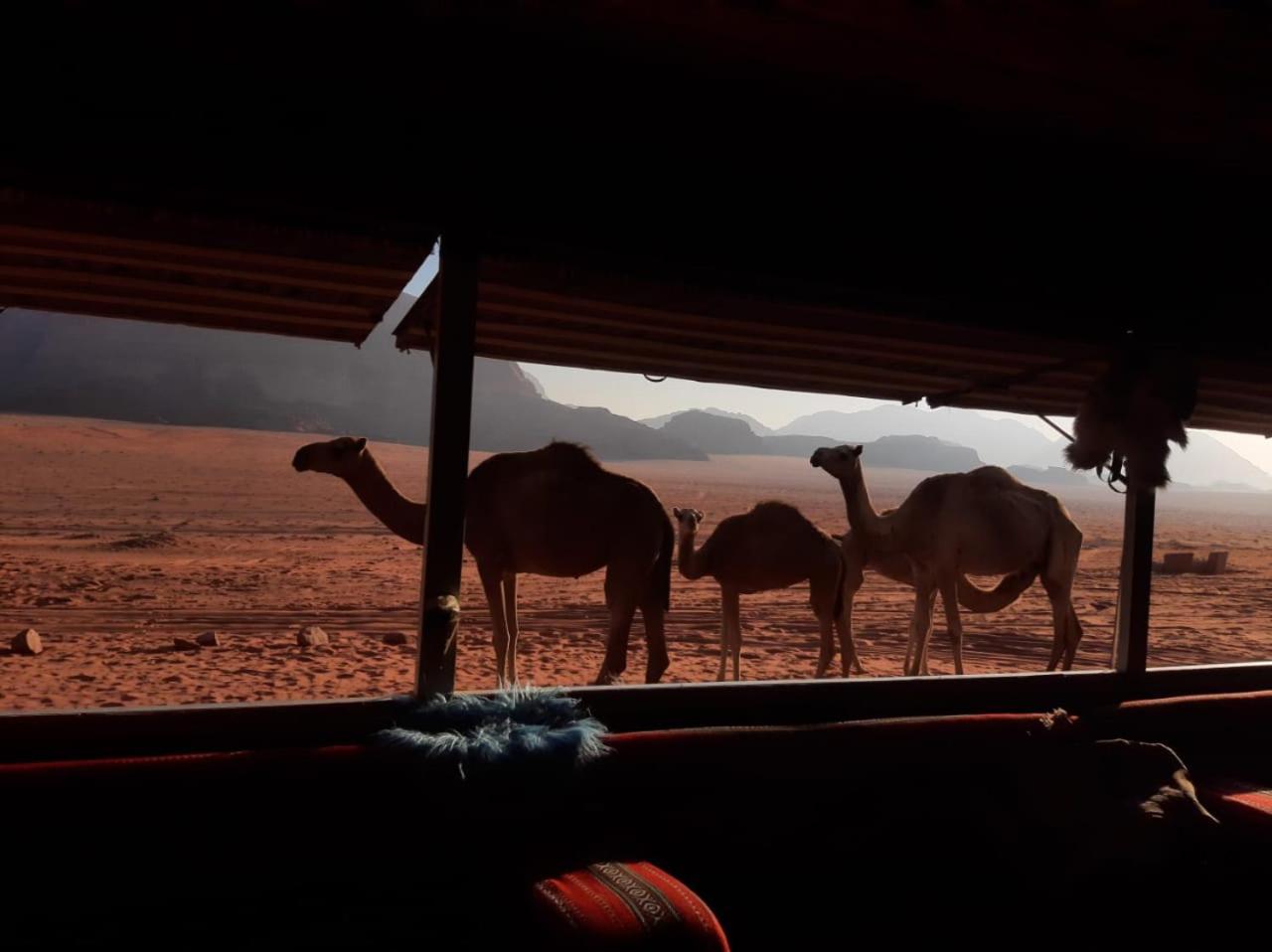 Omar Ghazi Camp Hotel Wadi Rum Exterior foto